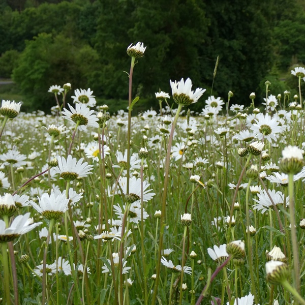 Richmond celebrates The Great Big Green Week