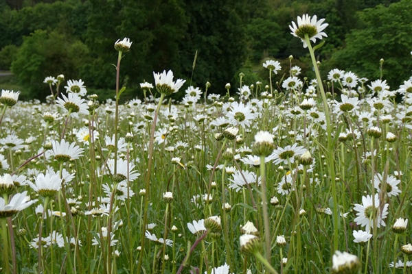 Richmond celebrates The Great Big Green Week