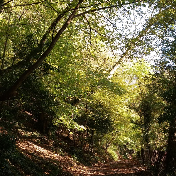 Autumn highlights