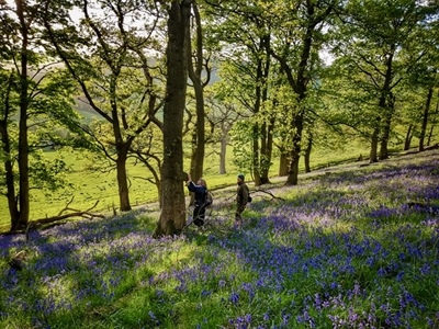 Foxglove Covert - simply entrancing