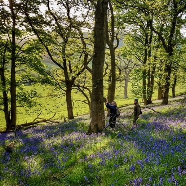 Foxglove Covert - simply entrancing (Update 17 April)