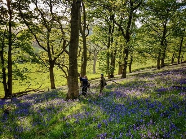 Foxglove Covert - simply entrancing
