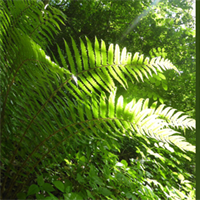 Woodlands - Ancient and Modern