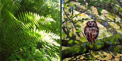 Woodlands - Ancient and Modern