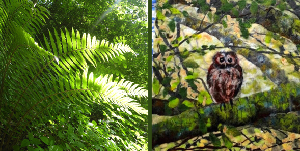 Woodlands - Ancient and Modern